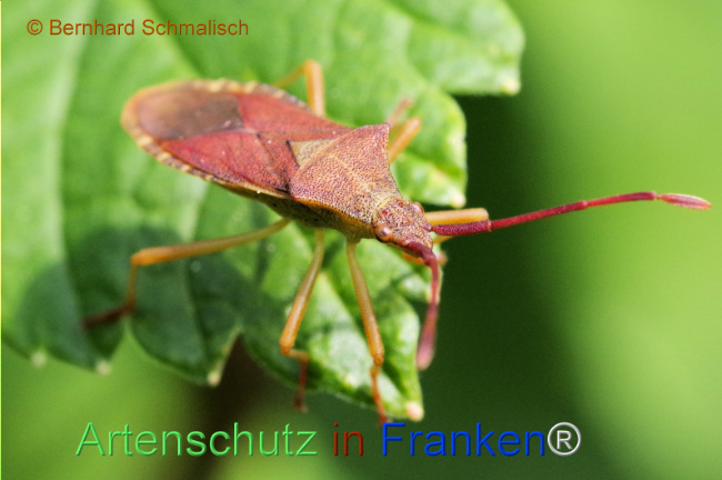 © Artenschutz in Franken® / Bernhard Schmalisch Bild zum Eintrag (1105625-160)