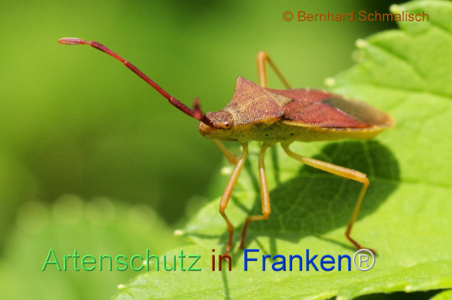 © Artenschutz in Franken® / Bernhard Schmalisch Bild zum Eintrag (1105626-160)