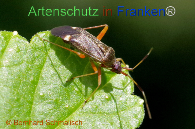 © Artenschutz in Franken® / Bernhard Schmalisch Bild zum Eintrag (1105632-160)