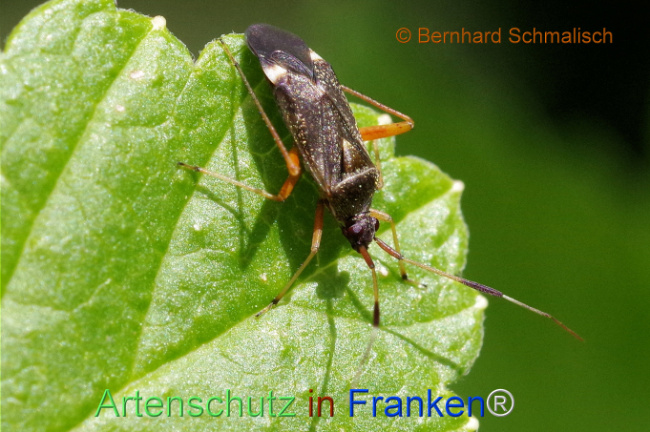 © Artenschutz in Franken® / Bernhard Schmalisch Bild zum Eintrag (1105634-160)