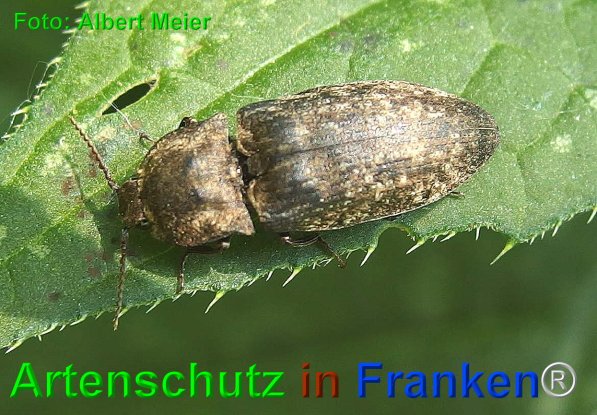 Copyright AiF - Albert Meier Bild zum Eintrag (1105663-160)