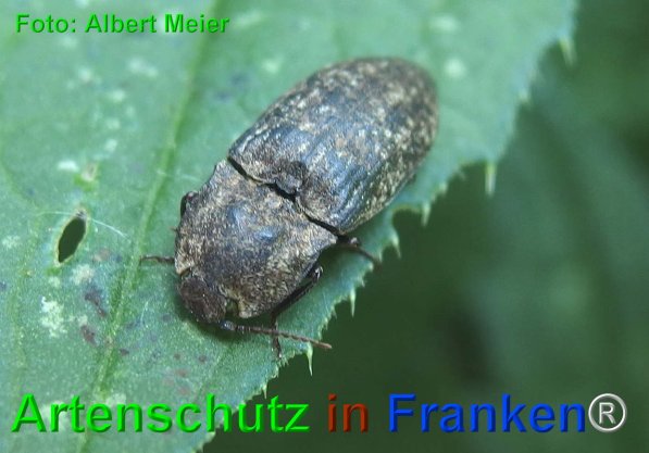 Copyright AiF - Albert Meier Bild zum Eintrag (1105664-160)