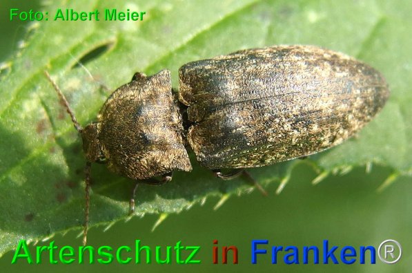 Copyright AiF - Albert Meier Bild zum Eintrag (1105666-160)