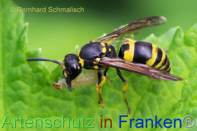 © Artenschutz in Franken® / Bernhard Schmalisch Bild zum Eintrag (1105675-160)