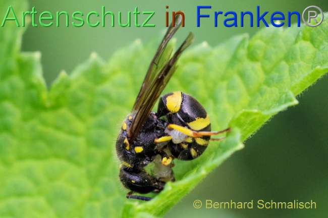 © Artenschutz in Franken® / Bernhard Schmalisch Bild zum Eintrag (1105676-160)