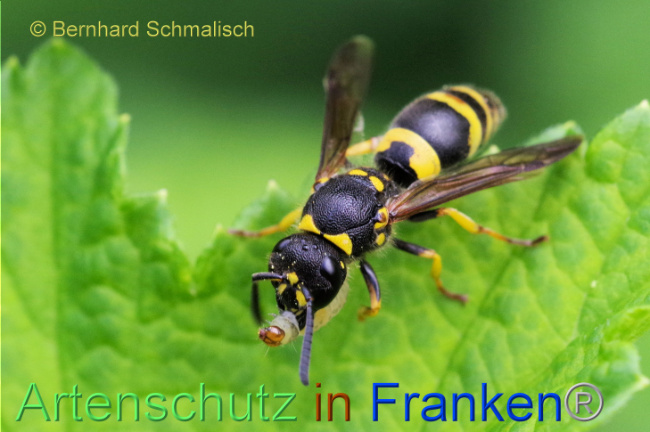 © Artenschutz in Franken® / Bernhard Schmalisch Bild zum Eintrag (1105679-160)