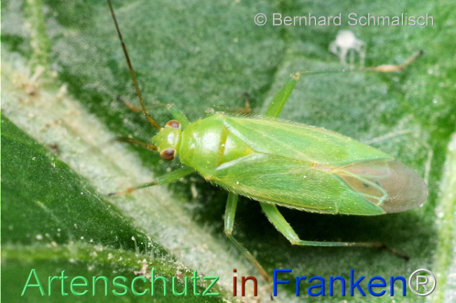 © Artenschutz in Franken® / Bernhard Schmalisch Bild zum Eintrag (1105729-160)