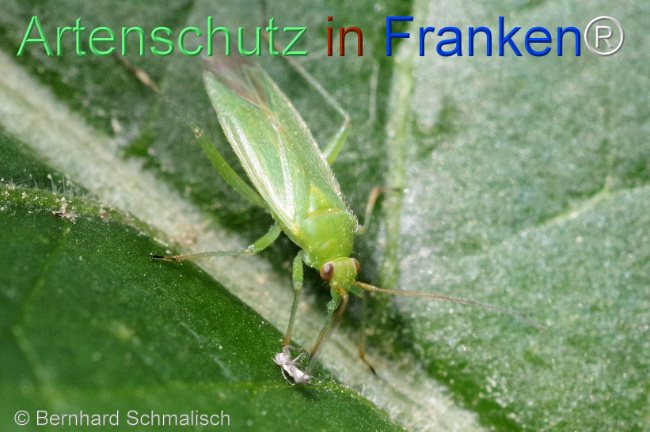 © Artenschutz in Franken® / Bernhard Schmalisch Bild zum Eintrag (1105730-160)