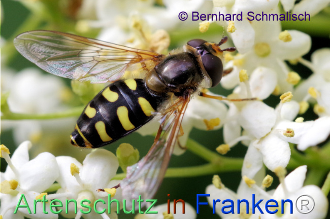 © Artenschutz in Franken® / Bernhard Schmalisch Bild zum Eintrag (1105738-160)
