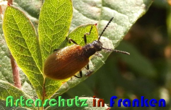 Copyright AiS Albert Meier Bild zum Eintrag (1105740-160)