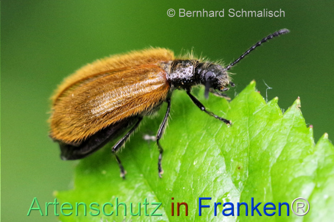 © Artenschutz in Franken® / Bernhard Schmalisch Bild zum Eintrag (1105745-160)