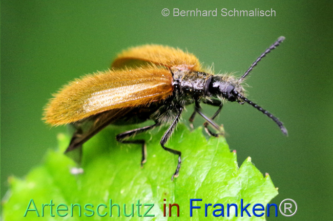 © Artenschutz in Franken® / Bernhard Schmalisch Bild zum Eintrag (1105746-160)