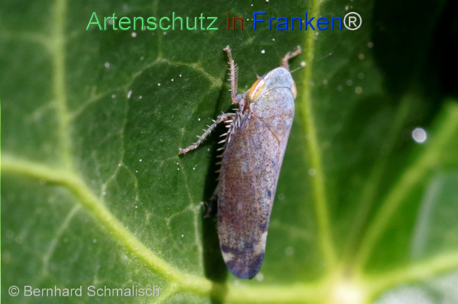 Bild zum Eintrag (1105754-160)