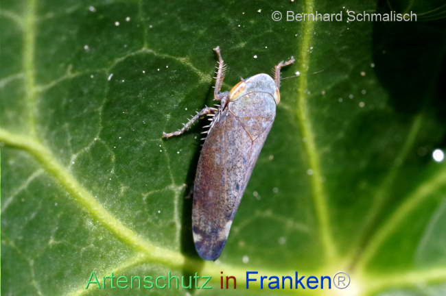 Bild zum Eintrag (1105755-160)