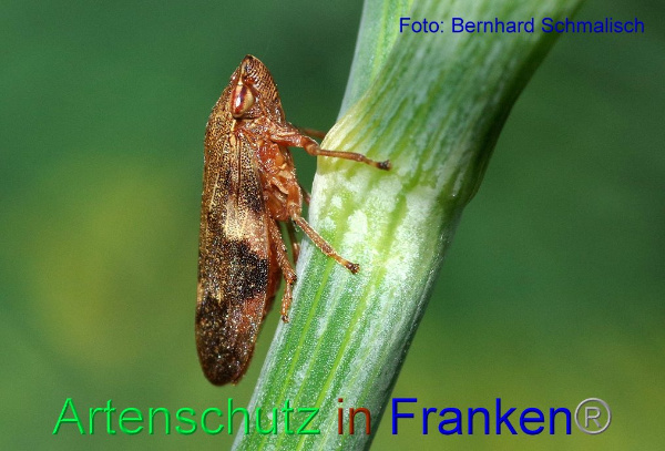 Copyright AiF / Bernhard Schmalisch Bild zum Eintrag (1105756-160)