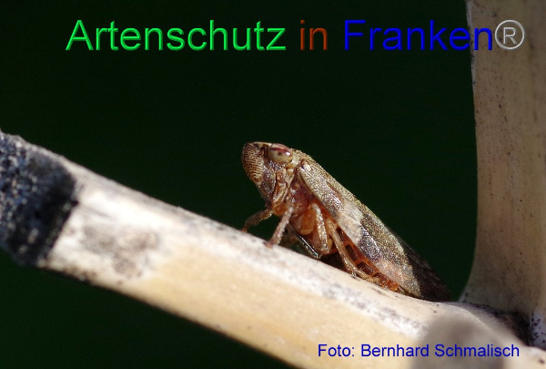 Copyright AiF / Bernhard Schmalisch Bild zum Eintrag (1105757-160)