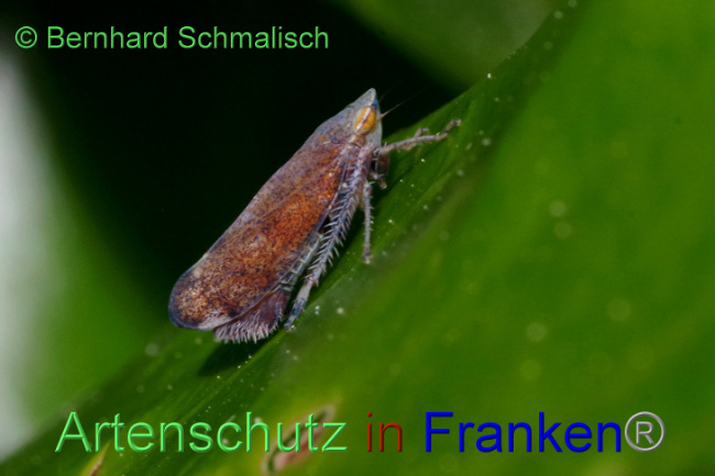 Bild zum Eintrag (1105758-160)