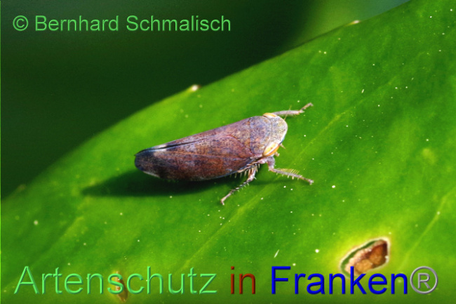 Bild zum Eintrag (1105759-160)