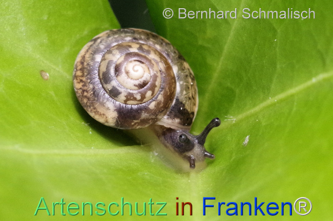 Bild zum Eintrag (1105767-160)