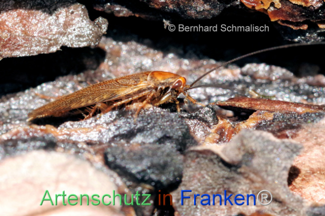 © Artenschutz in Franken® / Bernhard Schmalisch Bild zum Eintrag (1105779-160)