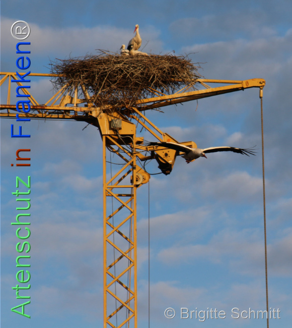 Bild zum Eintrag (1105815-160)