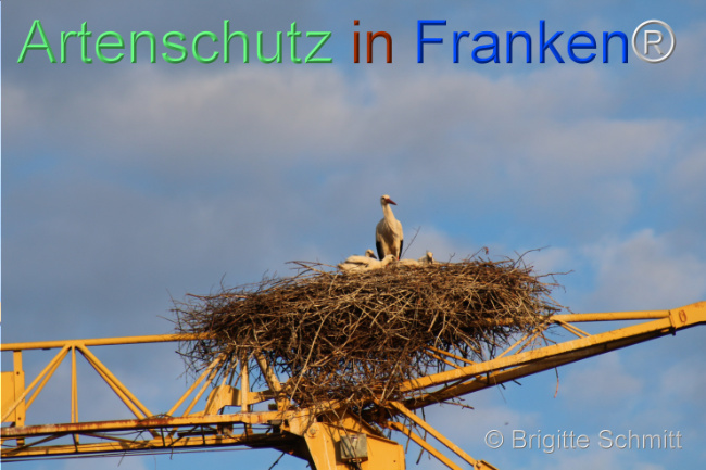 Bild zum Eintrag (1105816-160)
