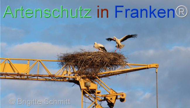 Bild zum Eintrag (1105821-160)