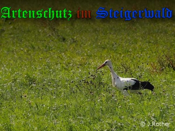 Bild zum Eintrag (1105832-160)