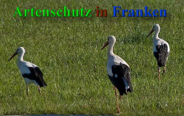 Copyright AiS-Klaus Sanwald Bild zum Eintrag (1105839-160)
