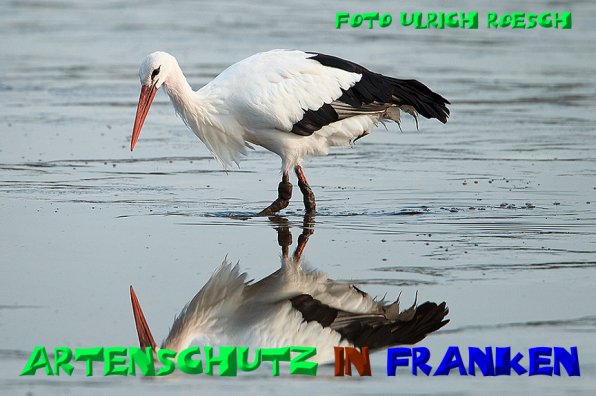 Bild zum Eintrag (1105842-160)
