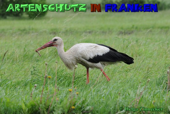 Copyright AiS Helga Zinnecker Bild zum Eintrag (1105844-160)