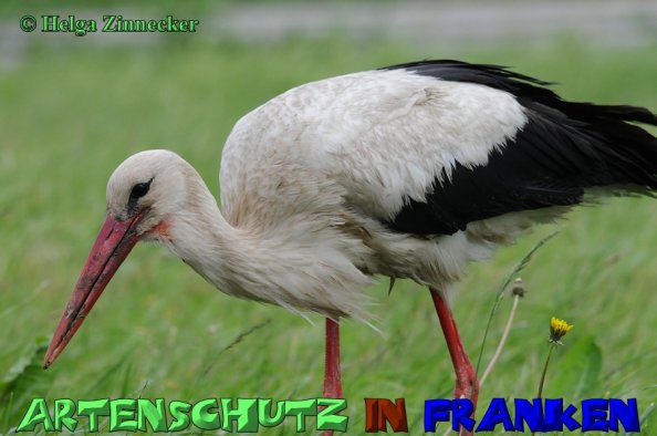 Copyright AiS Helga Zinnecker Bild zum Eintrag (1105845-160)