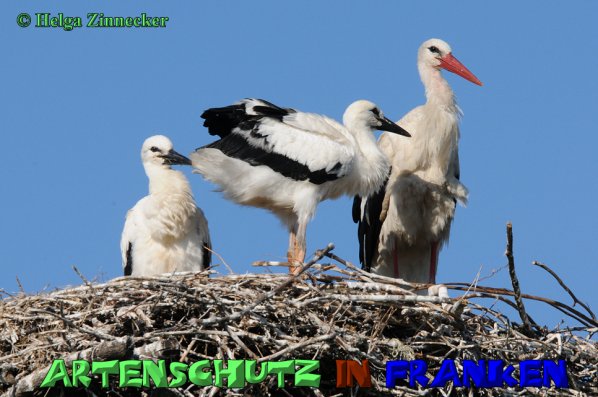 Copyright AiS Helga Zinnecker Bild zum Eintrag (1105846-160)