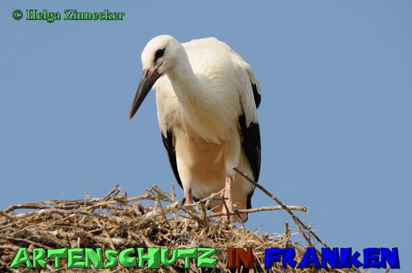 Copyright AiS Helga Zinnecker Bild zum Eintrag (1105847-160)