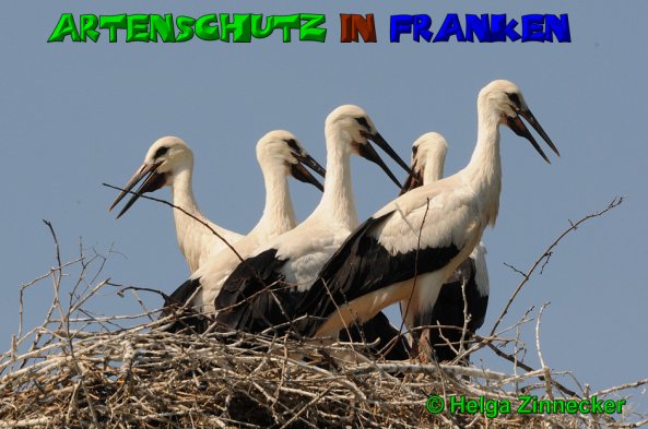 Copyright AiS Helga Zinnecker Bild zum Eintrag (1105849-160)