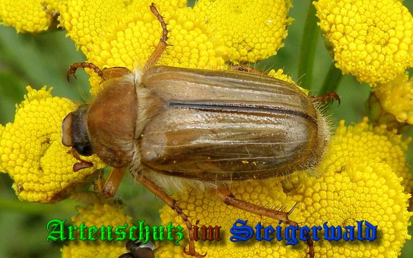 Copyright AiS- Albert Meier Bild zum Eintrag (1105880-160)