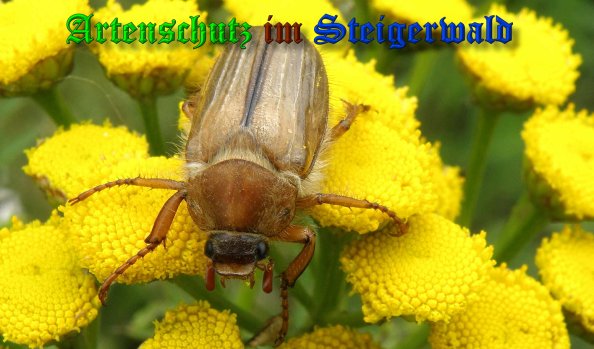 Copyright AiS- Albert Meier Bild zum Eintrag (1105881-160)