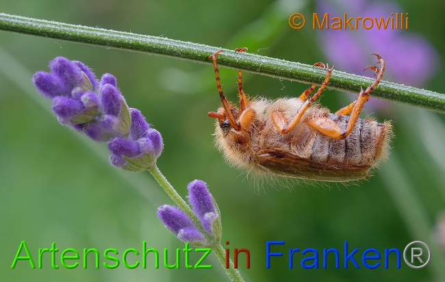 © Artenschutz in Franken® / Makrowilli Bild zum Eintrag (1105887-160)