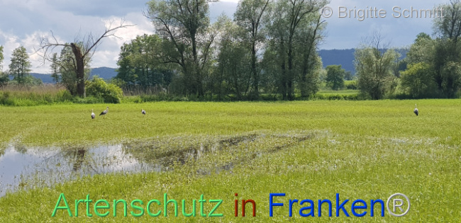 © Artenschutz in Franken® / Brigitte Schmitt Bild zum Eintrag (1105911-160)