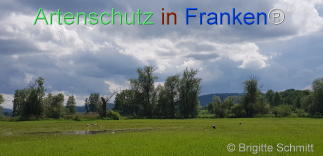 © Artenschutz in Franken® / Brigitte Schmitt Bild zum Eintrag (1105915-160)
