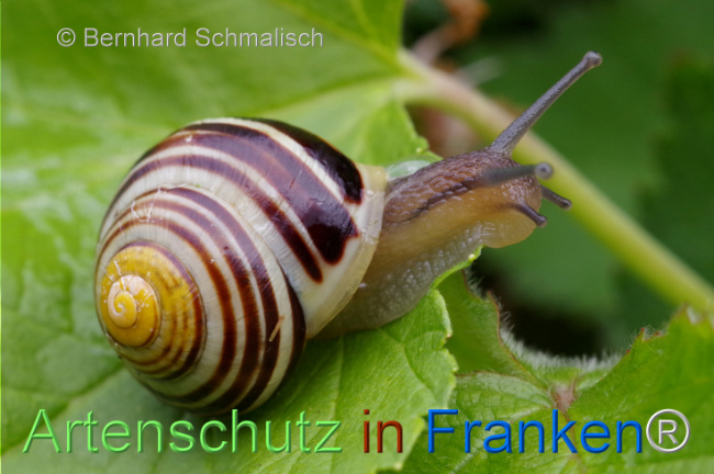 Bild zum Eintrag (1106025-160)