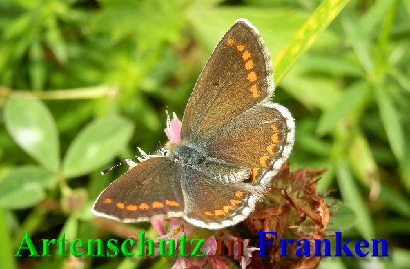 Copyright AiS- Albert Meier Bild zum Eintrag (1106047-160)
