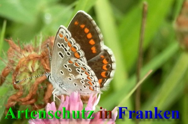 Copyright AiS- Albert Meier Bild zum Eintrag (1106049-160)