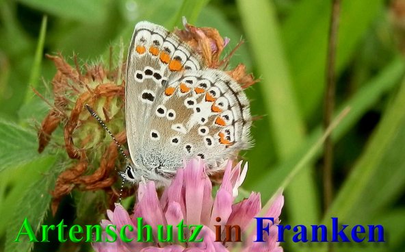 Copyright AiS- Albert Meier Bild zum Eintrag (1106050-160)
