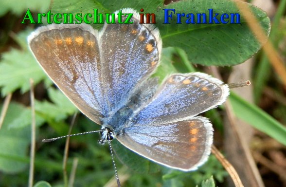 Copyright AiS- Albert Meier Bild zum Eintrag (1106052-160)