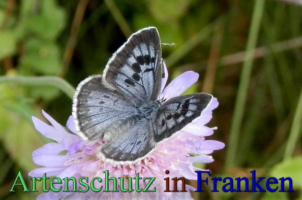 Copyright AiS- Albert Meier Bild zum Eintrag (1106054-160)