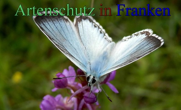Copyright AiS- Albert Meier Bild zum Eintrag (1106055-160)