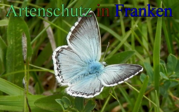 Copyright AiS- Albert Meier Bild zum Eintrag (1106056-160)
