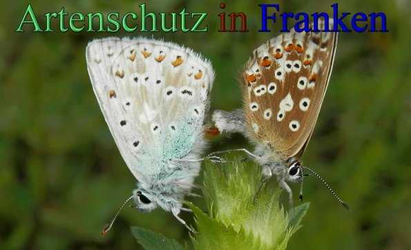 Copyright AiS- Albert Meier Bild zum Eintrag (1106058-160)