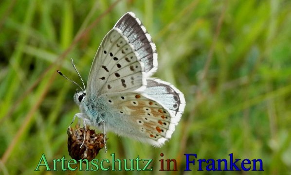 Copyright AiS- Albert Meier Bild zum Eintrag (1106059-160)